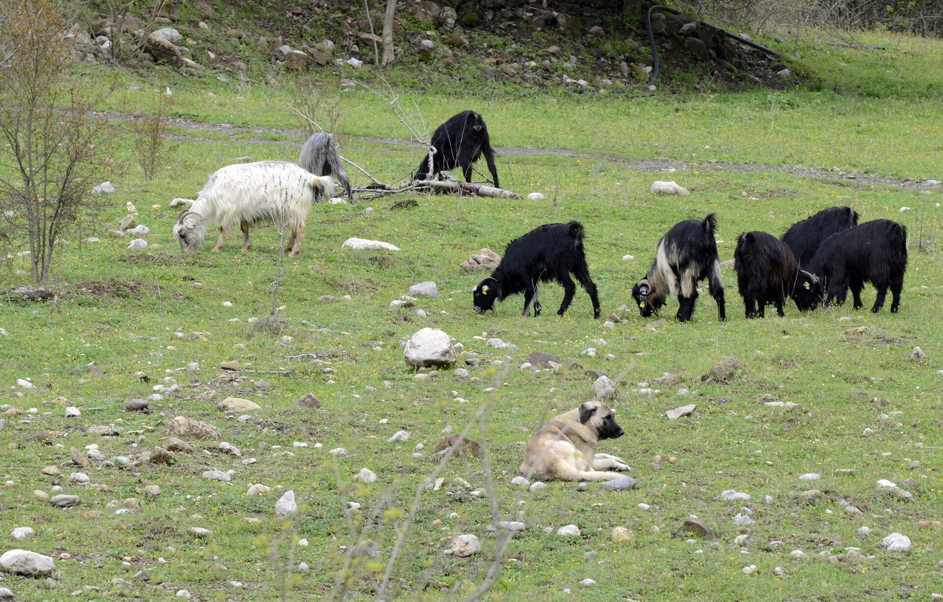 Un troupeau de chèvres : une réserve de nourriture sur pied