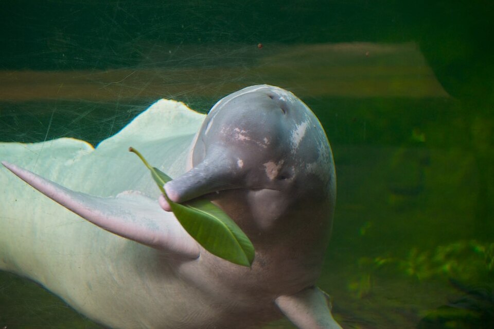 Le dauphin rose de l'Amazone, ou boto
