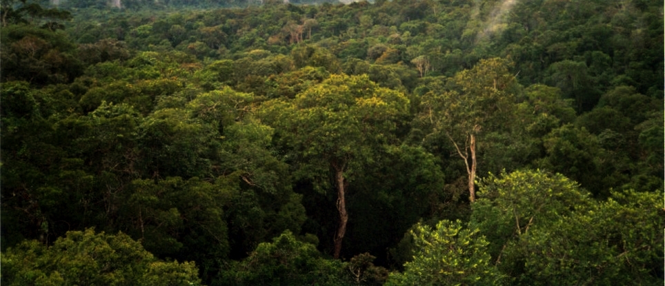 La canopée de la forêt amazonienne, au nord de Manaus