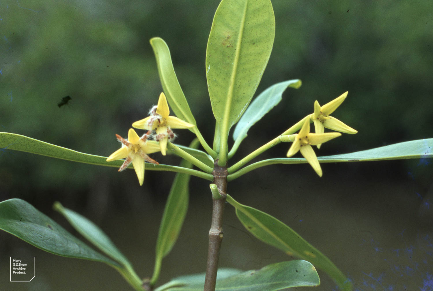 Les fleurs du palétuvier rouge, l'arbre des mangroves