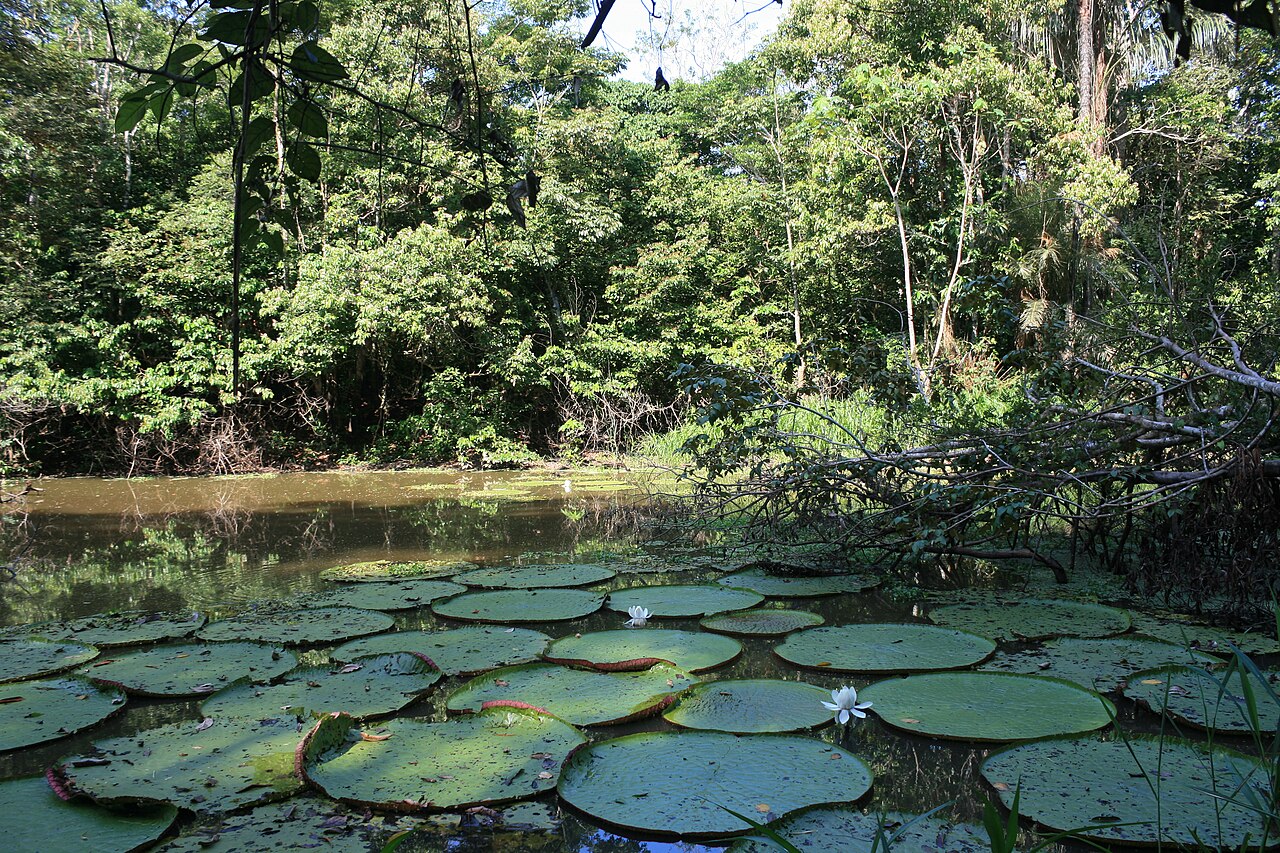 La réserve de développement durable de Mamirauá