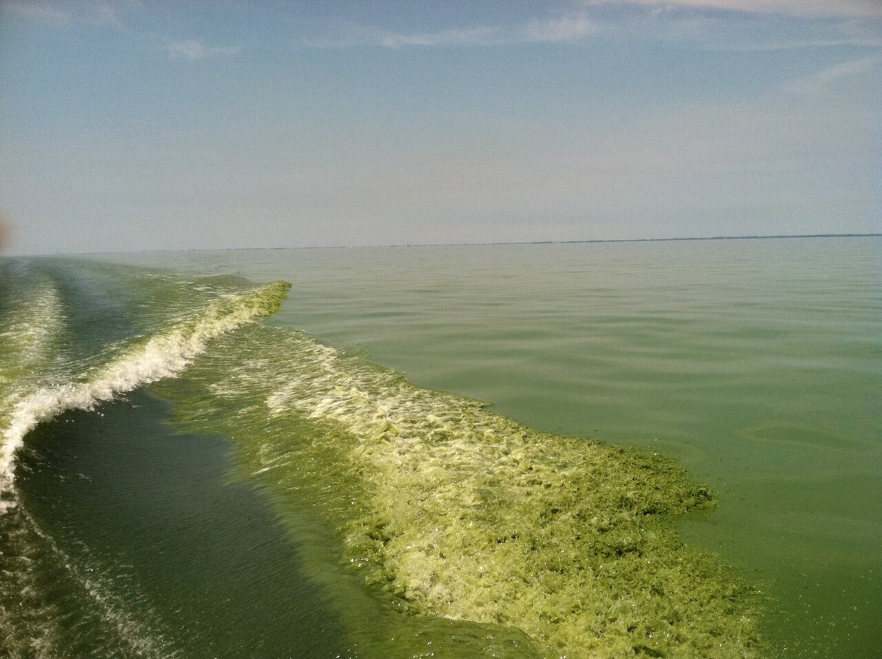 Des algues bleues envahissent le lac Érié
