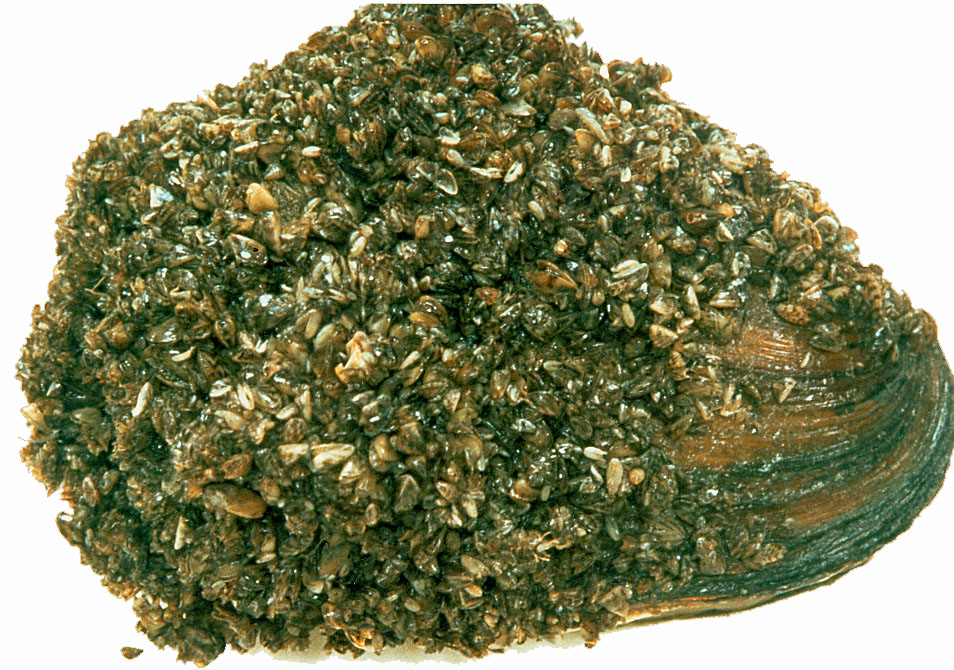 Une moule indigène des Grands Lacs recouverte de moules zébrées