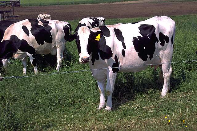 Un troupeau de vaches laitières