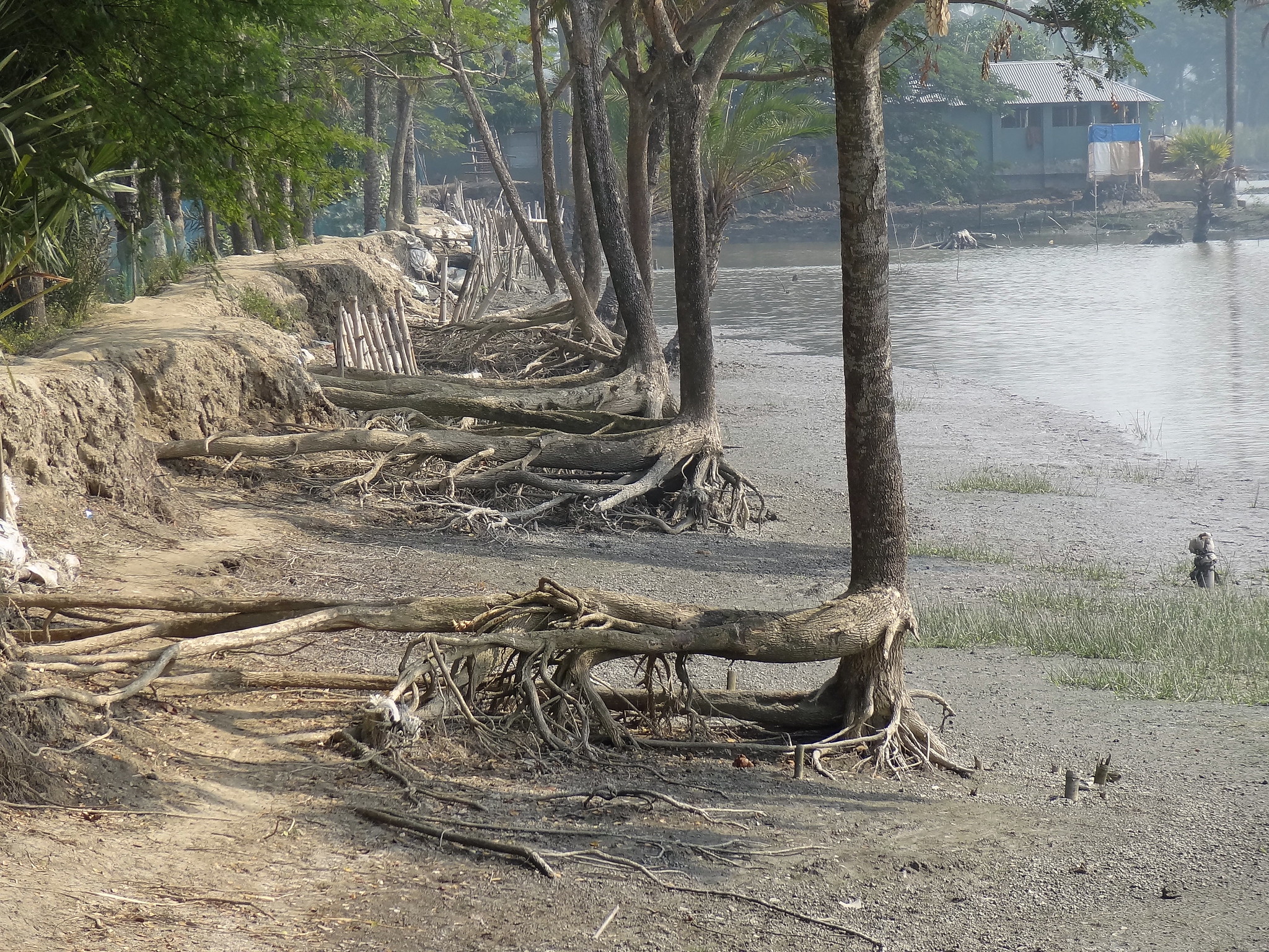 Une berge du delta, près de Khulna