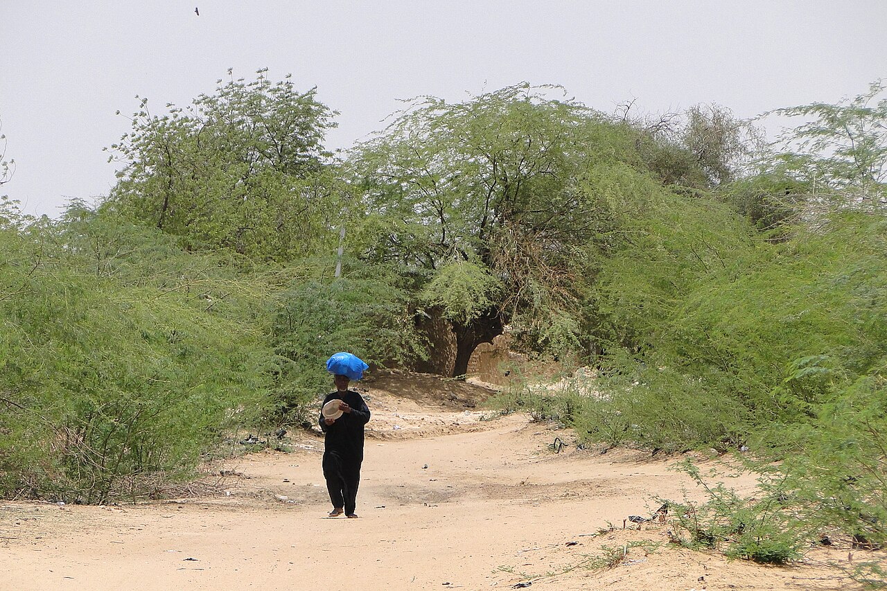 Un paysage sahélien près de Dori, au Burkina Faso