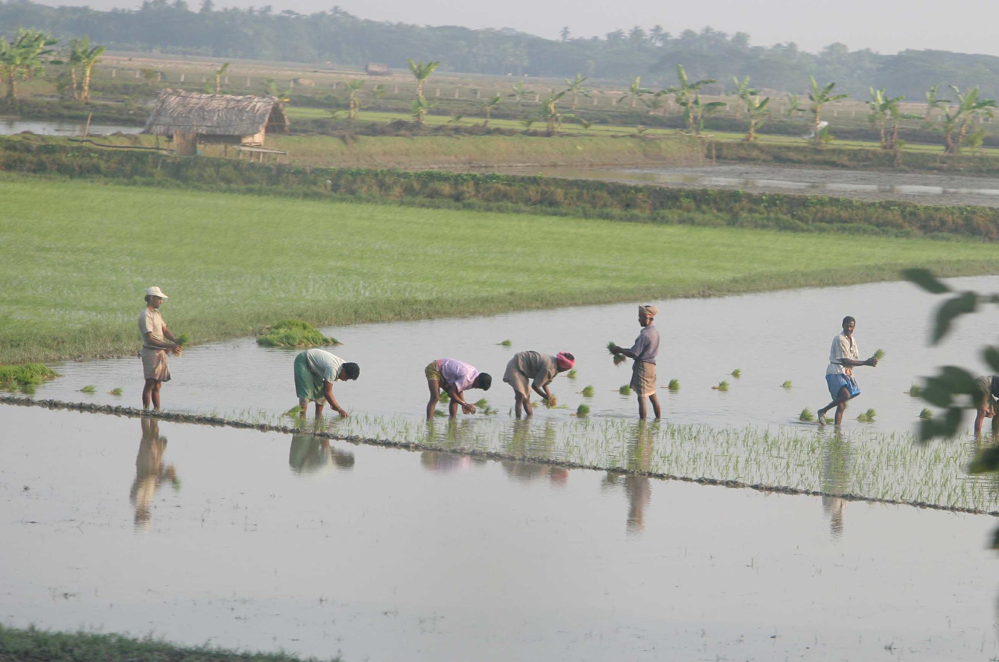 Des travailleurs dans une rizière du Bangladesh