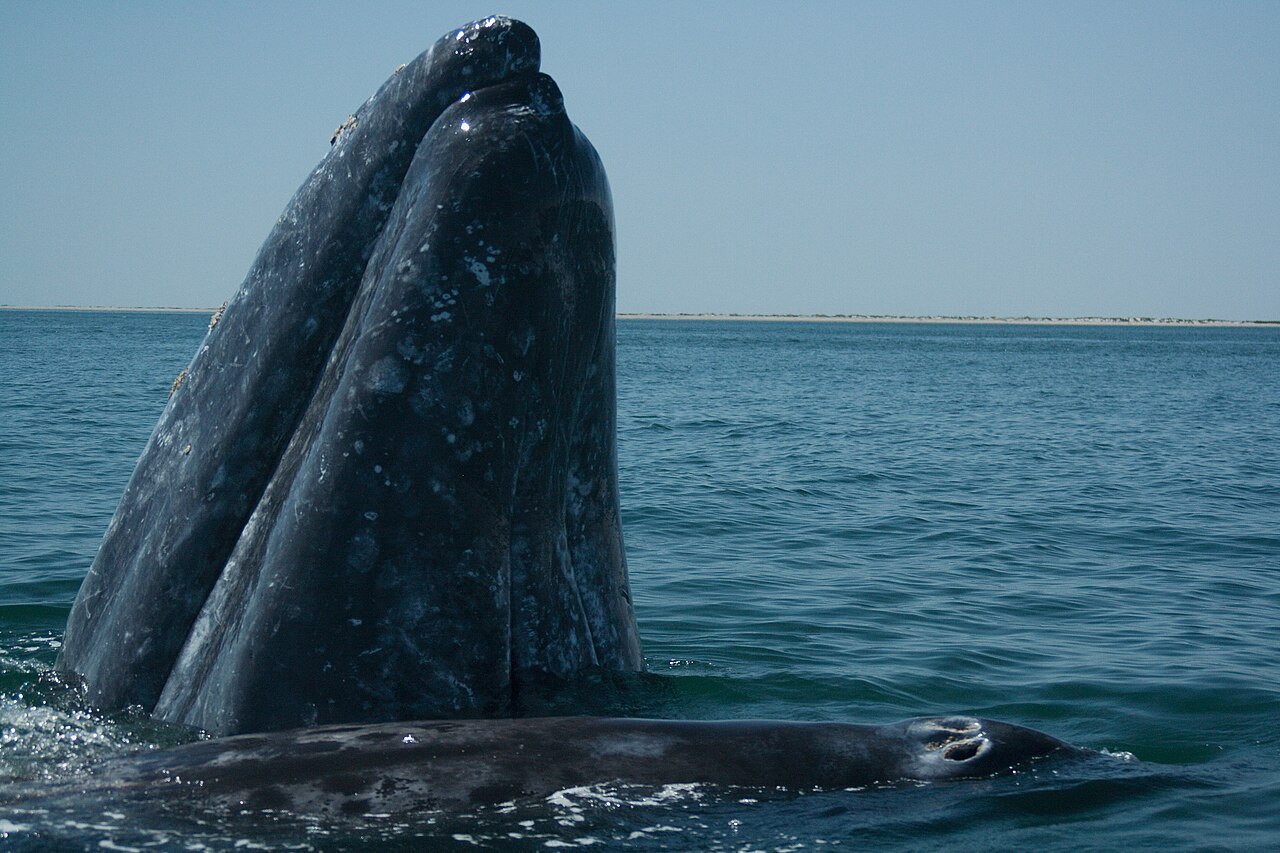 Une baleine grise adulte avec son petit s'approche des touristes