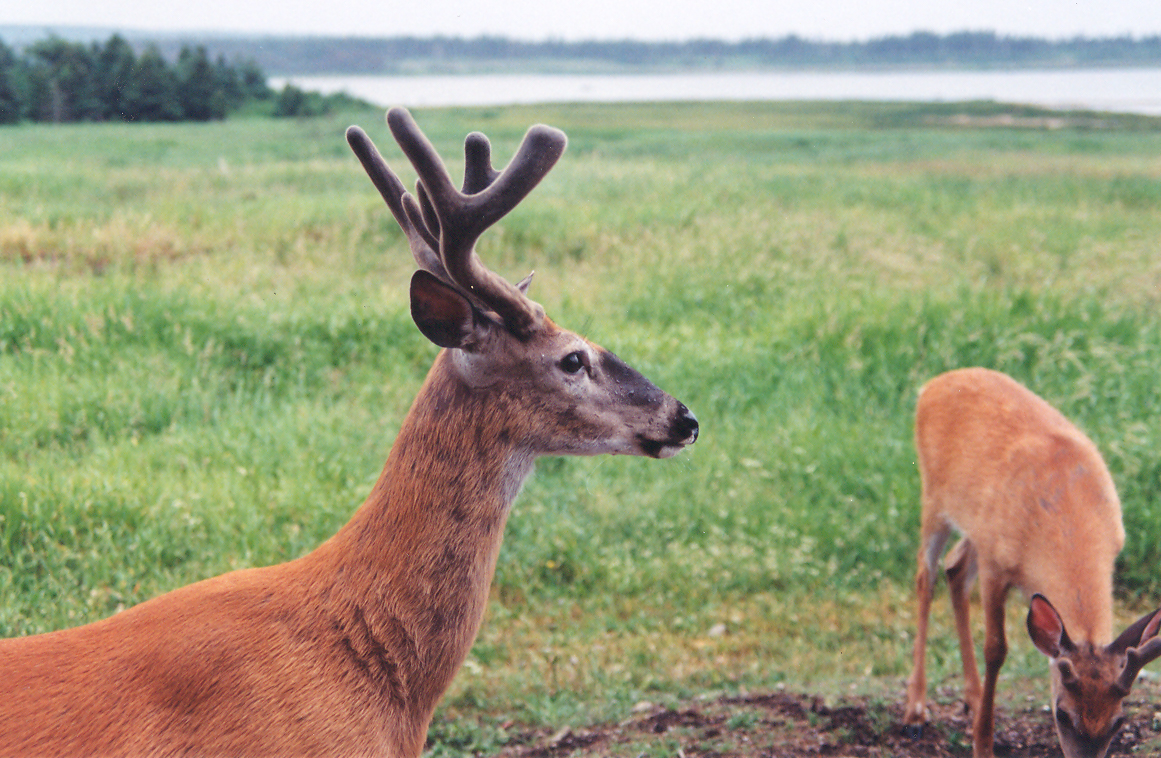 Un cerf de Virginie sur l'île d'Anticosti