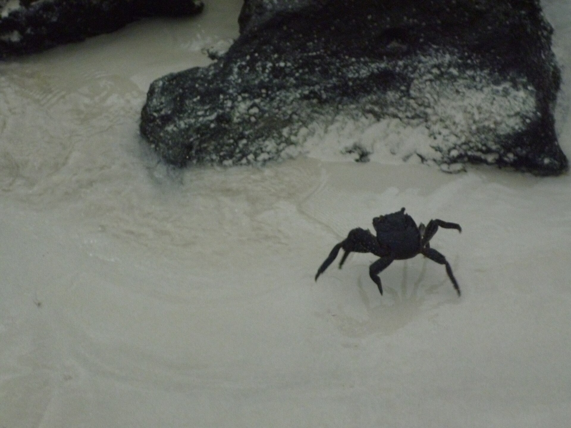 Un crabe des Galápagos sur la baie Tortuga