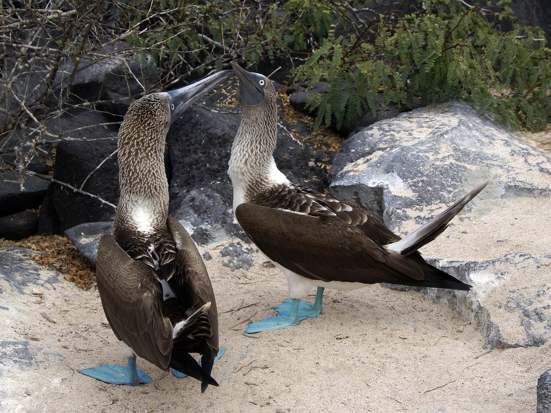 Un couple de fous à pieds bleus, sur l'île Española