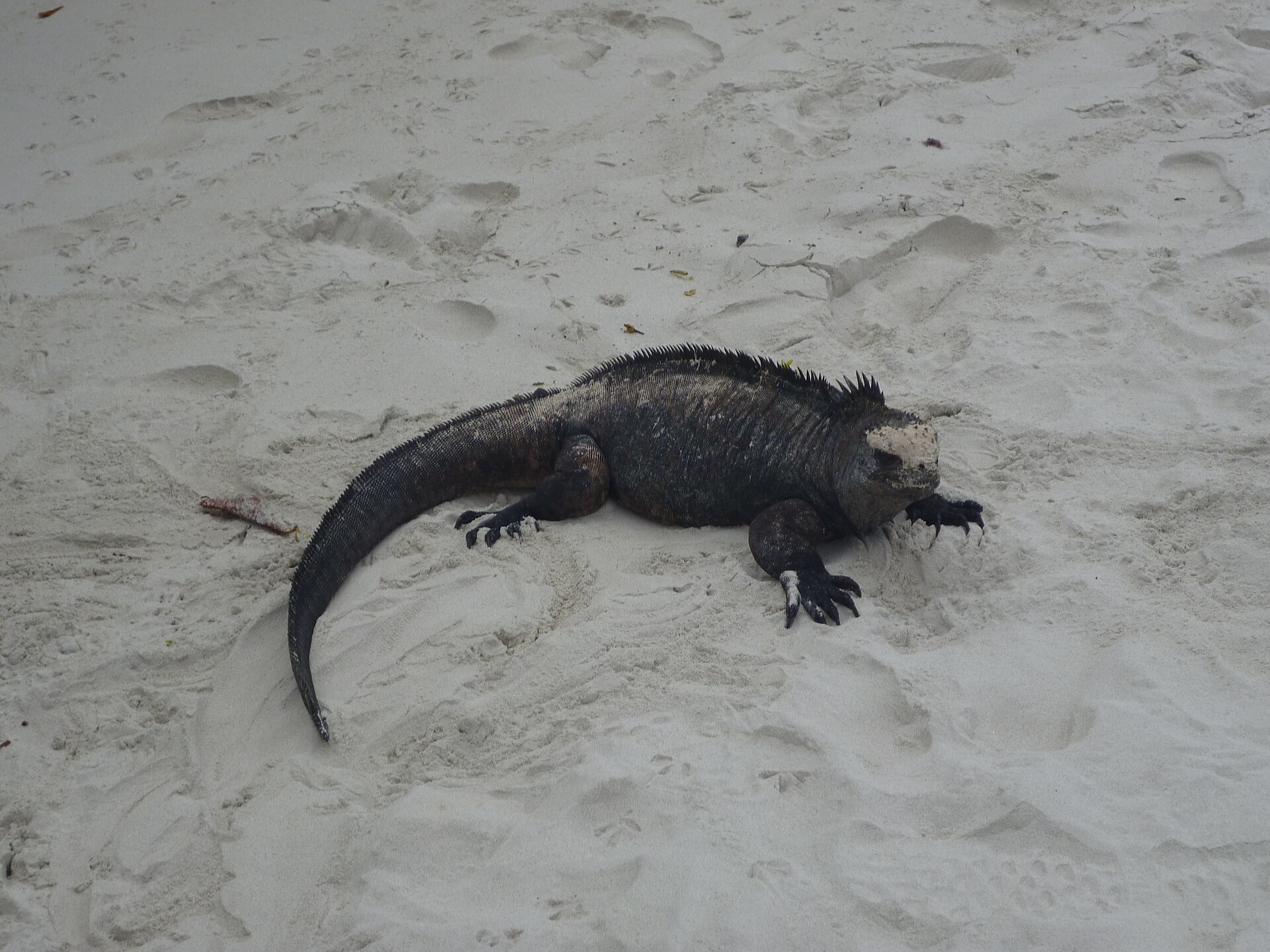 Un iguane marin des Galápagos