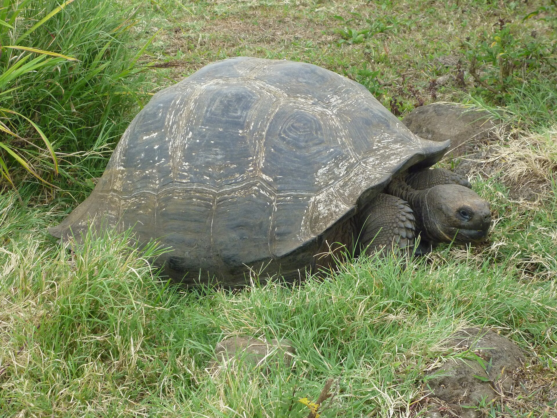 Une tortue géante sur l'île Santa Cruz, aux Galápagos
